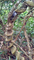 Urceola micrantha