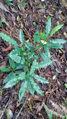 Helicia cochinchinensis