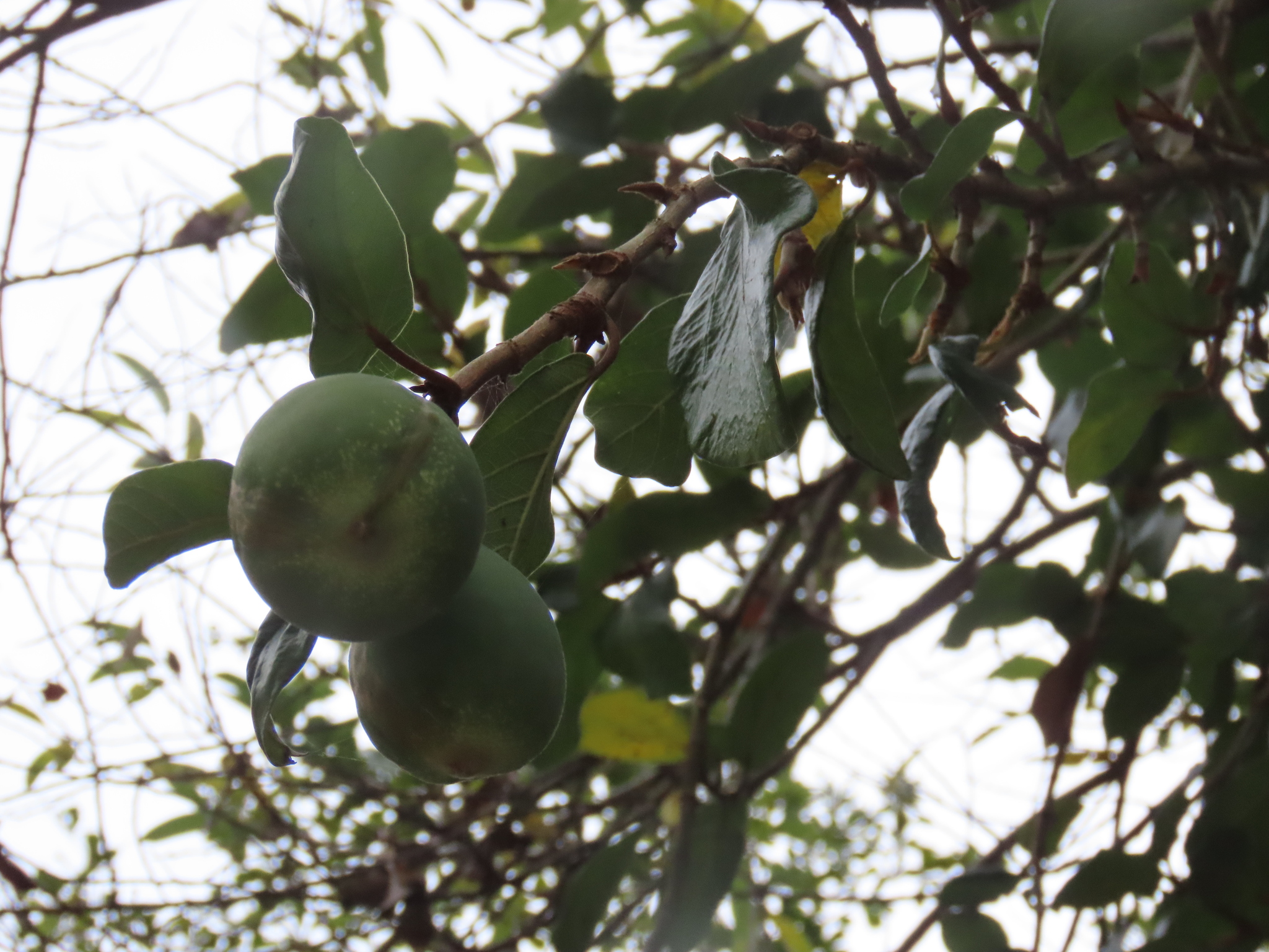 Imagem de Samambaia-de-jardim