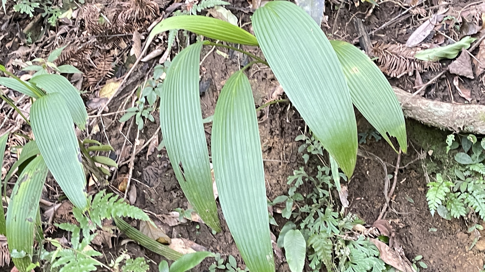Imagem de Palmeirinha-preta