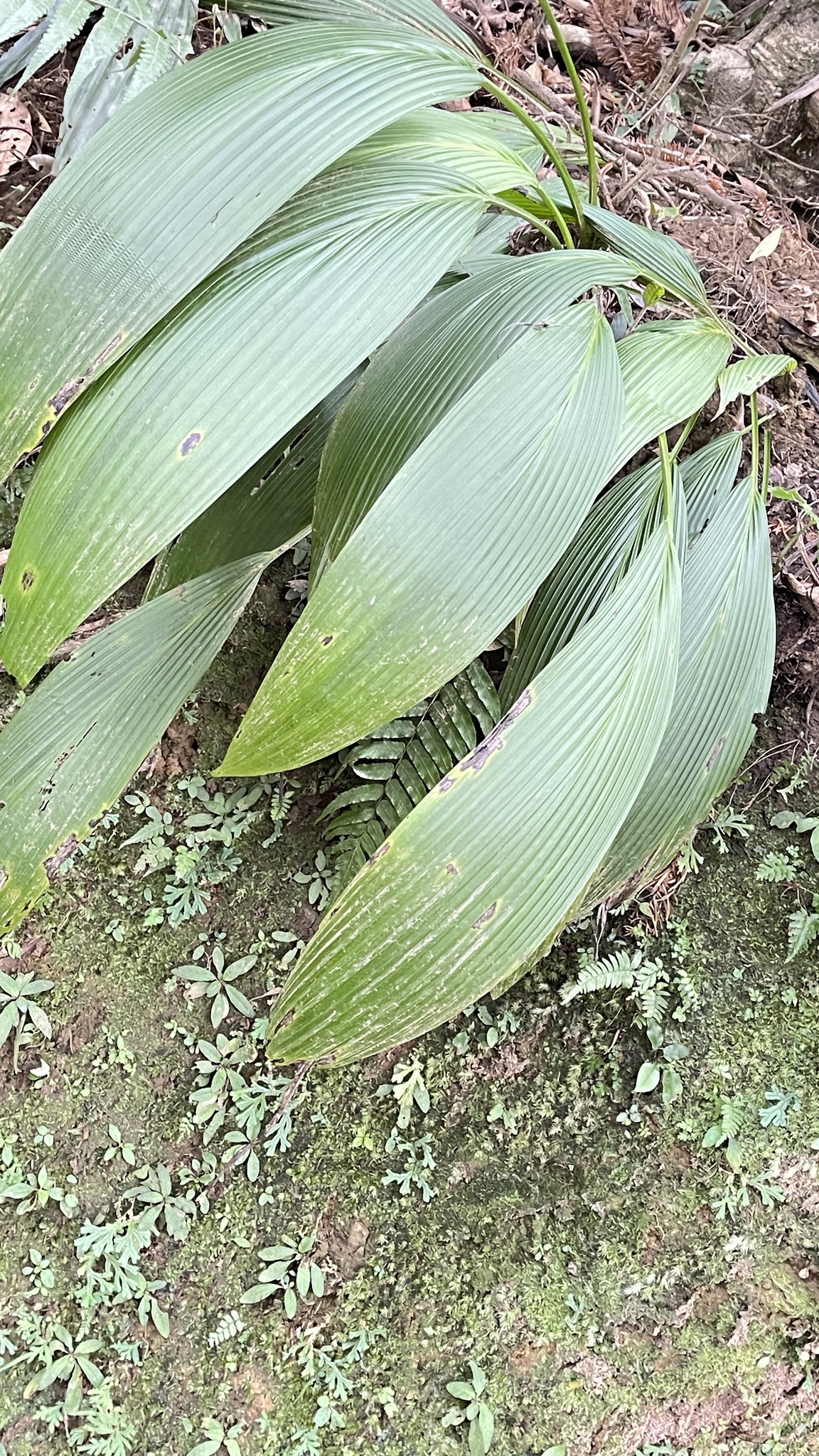 Imagem de Palmeirinha-preta