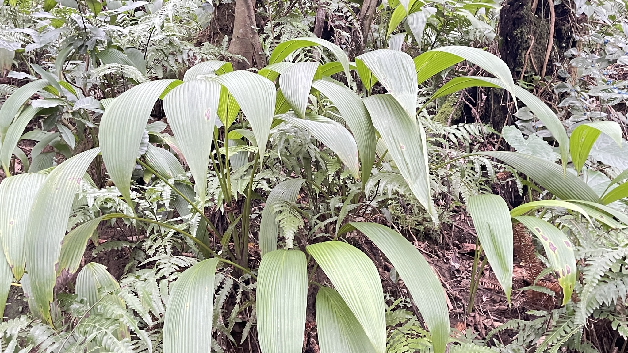 Imagem de Palmeirinha-preta