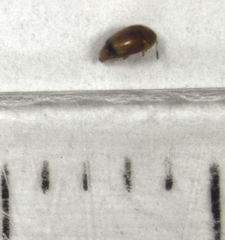Sericoderus apicalis
