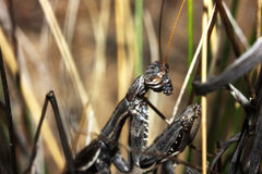 Bolivaria brachyptera