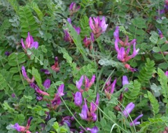 Astragalus monspessulanus