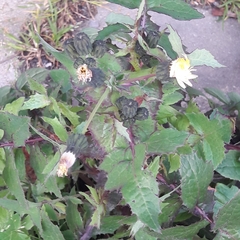 Sonchus oleraceus