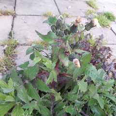 Sonchus oleraceus