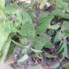 Sonchus oleraceus