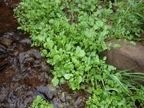 Cardamine occulta observed 2023-11-27