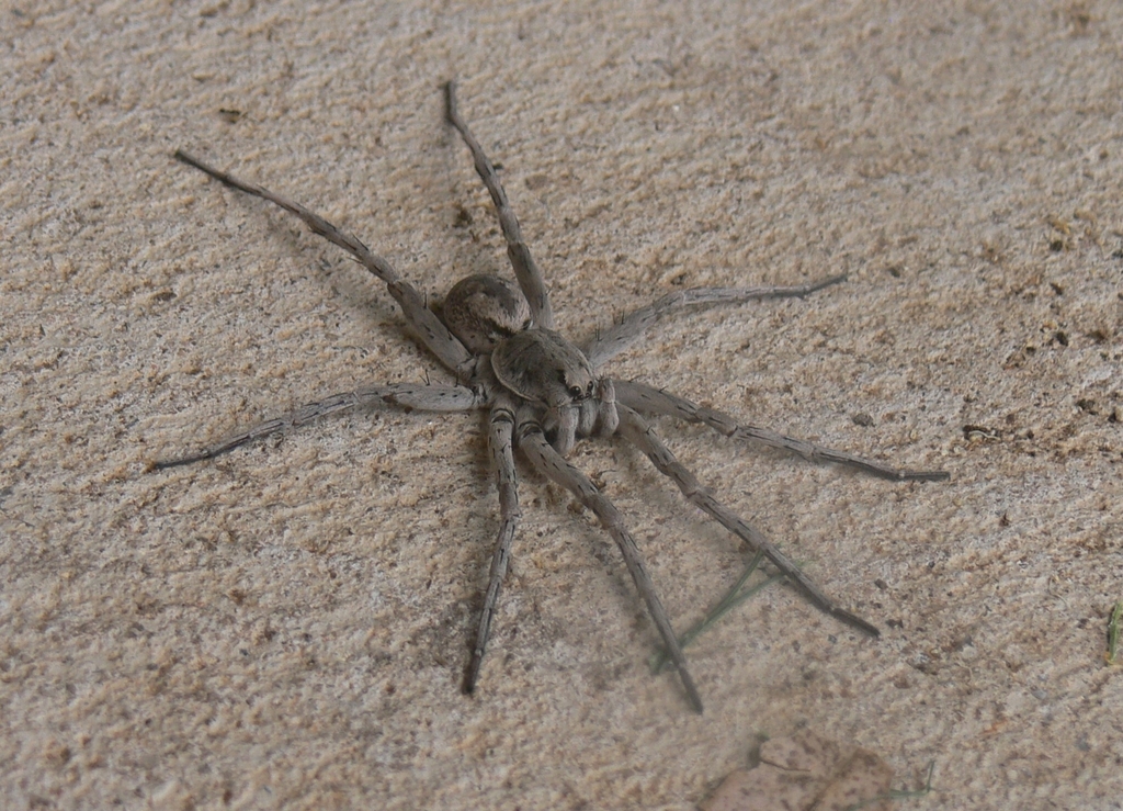 Grey Wolf Spider in December 2023 by johnnybwoodside. Within 10km of ...