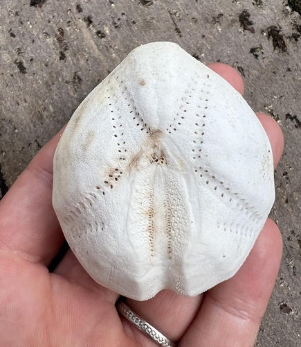 Gewöhnlicher Herzigel