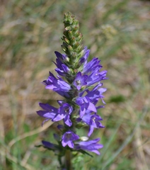 Campanula spicata