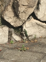 Podarcis filfolensis maltensis