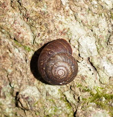 Pommerhelix mastersi