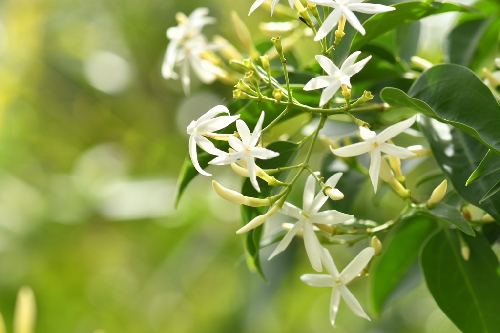 Jasminum simplicifolium (Jasminum simplicifolium)