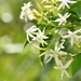 Australian Wax Jasmine - Photo (c) Regent Vale, some rights reserved (CC BY-NC), uploaded by Regent Vale