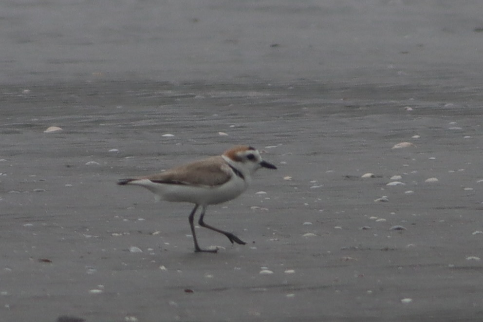 White-faced Plover (Anarhynchus dealbatus)