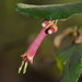 Correa lawrenceana cordifolia - Photo (c) Reiner Richter, some rights reserved (CC BY-NC-SA), uploaded by Reiner Richter