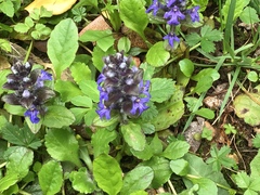 Ajuga reptans