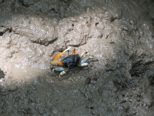 Tubuca coarctata image
