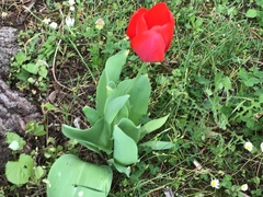 Tulipa gesneriana