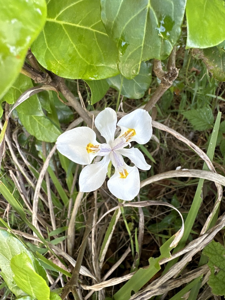 Foto de Lírio-do-brejo