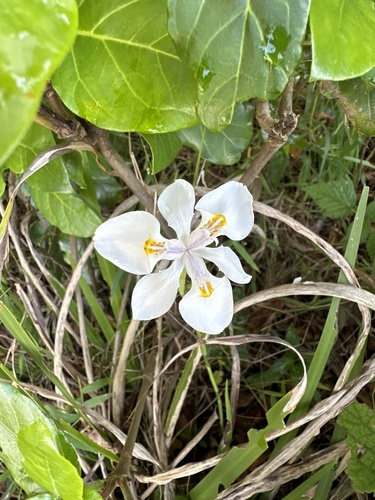 Lírio-do-brejo