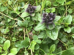 Ajuga reptans