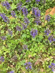 Ajuga reptans