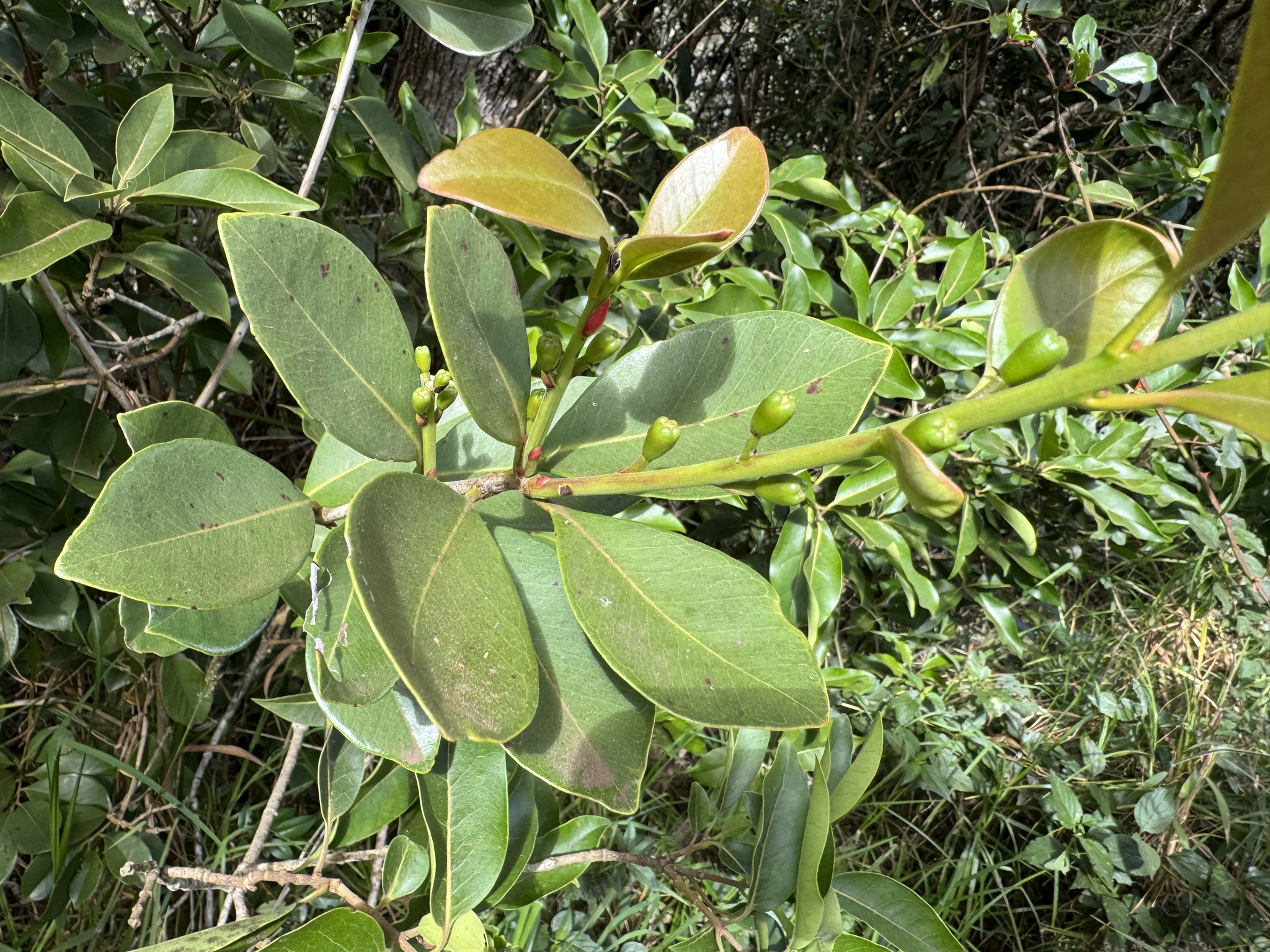 Imagem de Araçá