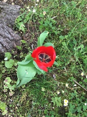 Tulipa
