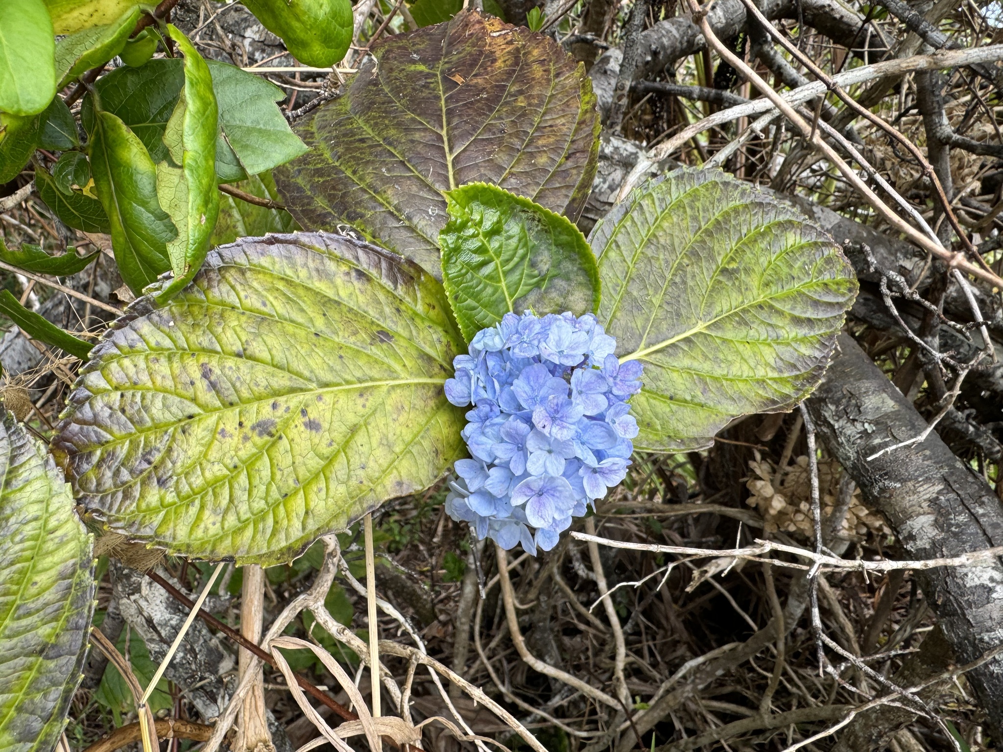Imagem de Hortênsia