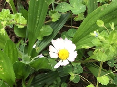 Bellis perennis