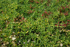 Disphyma australe australe