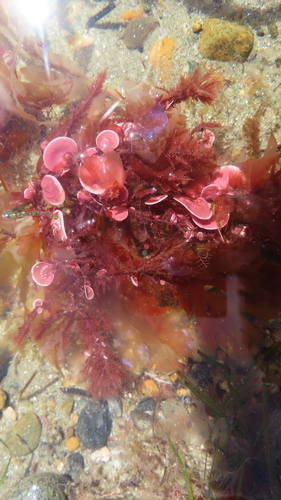 Synarthrophyton patena, 2024-01-07
