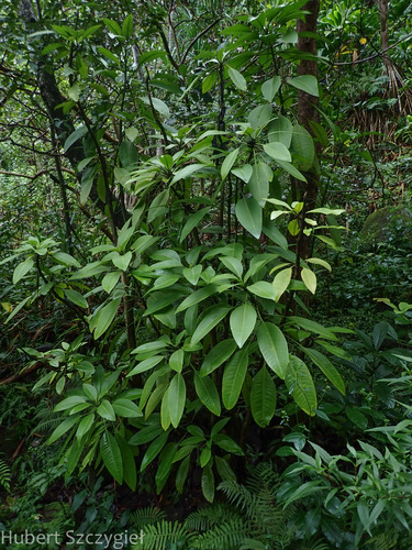 Charpentiera densiflora observed 2023-11-28