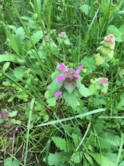 Lamium purpureum