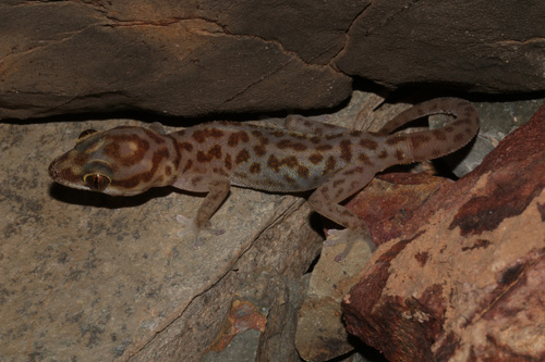 Western Spotted Thick-toed Gecko, Pachydactylus serval