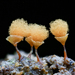 Push Pin Slime Mold - Photo (c) chofungi, some rights reserved (CC BY-NC)