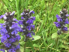 Ajuga reptans