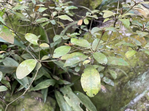 Croton cascarilloides iNat (1)