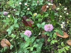 Trifolium pratense