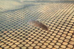 Redigobius bikolanus