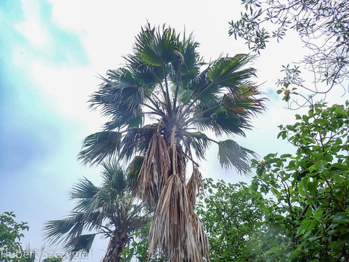 Pritchardia remota observed 2023-11-30