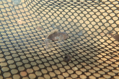 Redigobius bikolanus