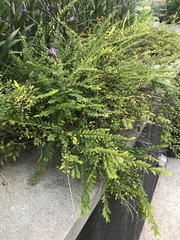 Phyllanthus myrtifolius