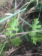 Dicerocaryum senecioides