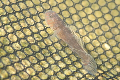 Redigobius bikolanus