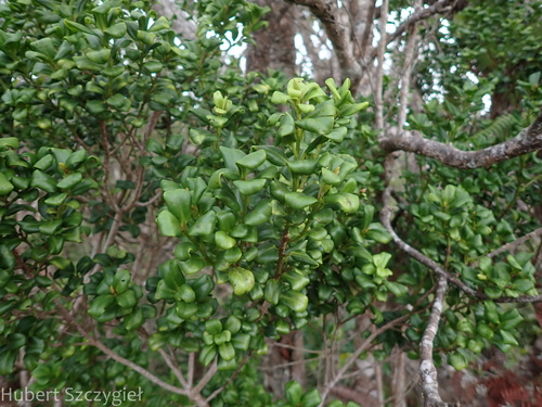Myrsine alyxifolia, 2023-11-29