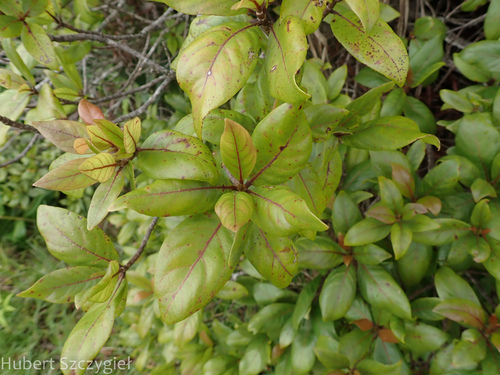 Bobea brevipes, 2023-11-29